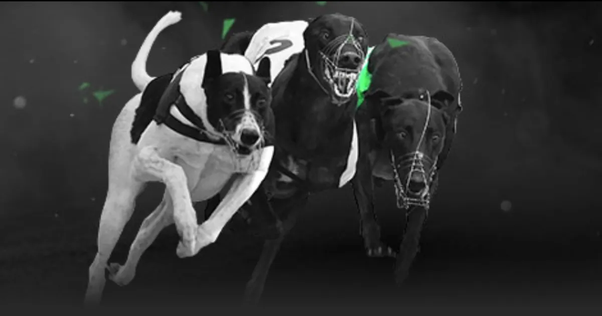 曼联凯恩,场仅,欧战成绩令,世界杯外围,2026世界杯,赛事投注,赔率分析,比赛预测